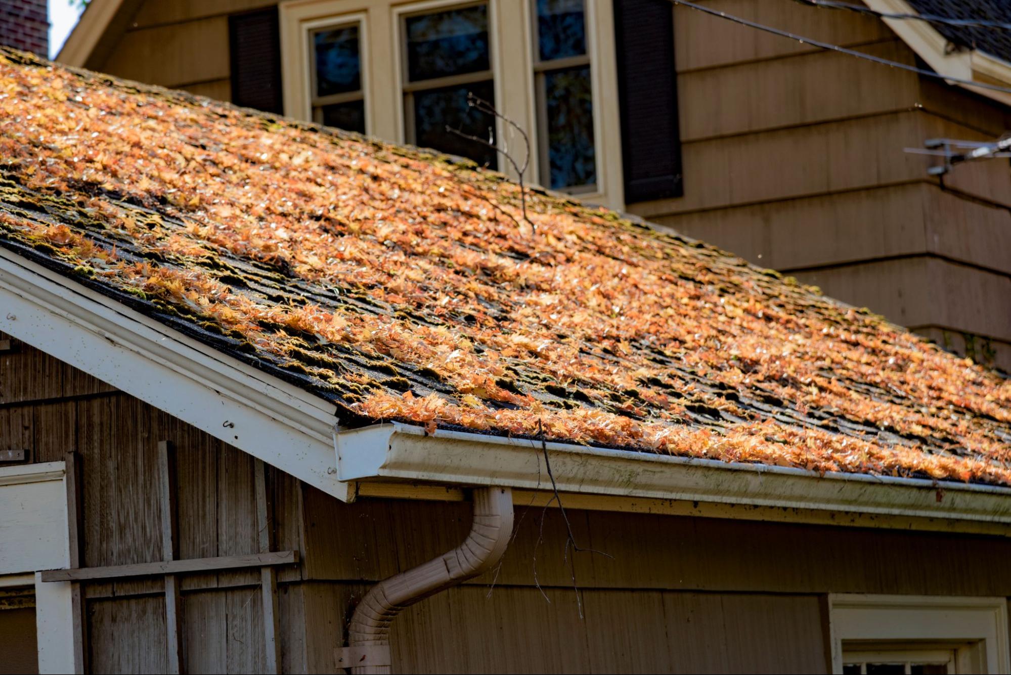 A shingled roof filled with autumn leaves clogging the rain gutters.