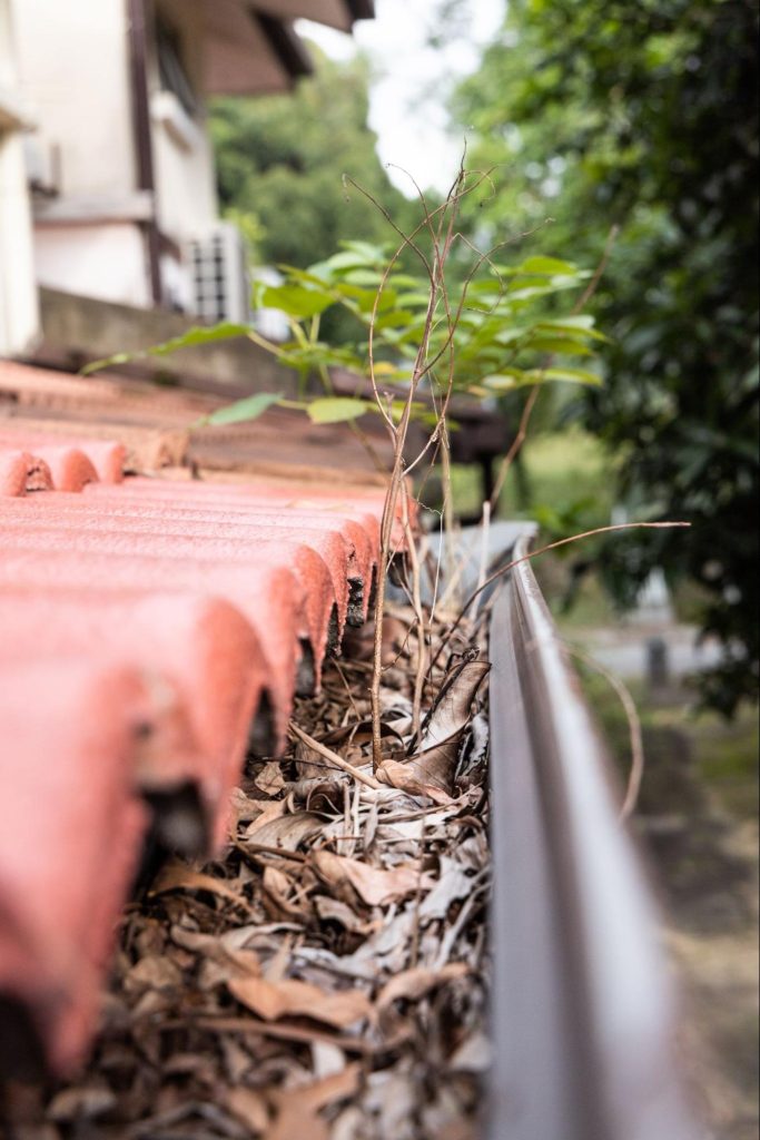 A close-up of a clogged roof gutter filled with dry leaves and plant growth.